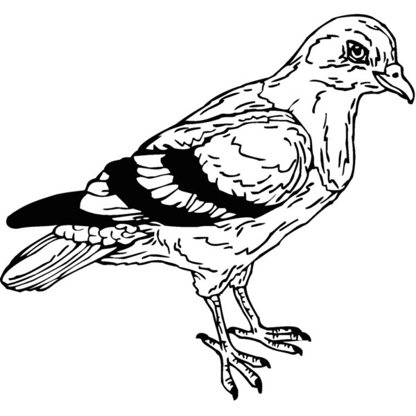 pigeon Thumbnail
