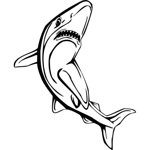 shark Thumbnail