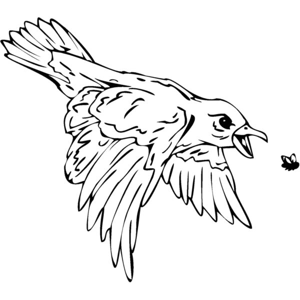 birdcatchingbug Thumbnail