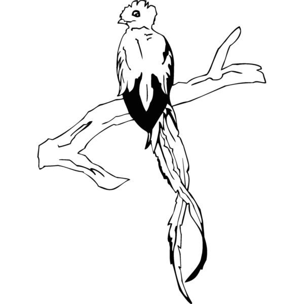 resplendent quetzal Thumbnail