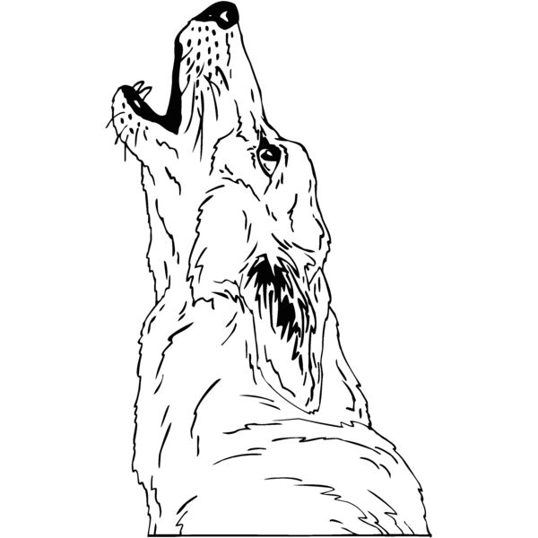 coyote5 Thumbnail