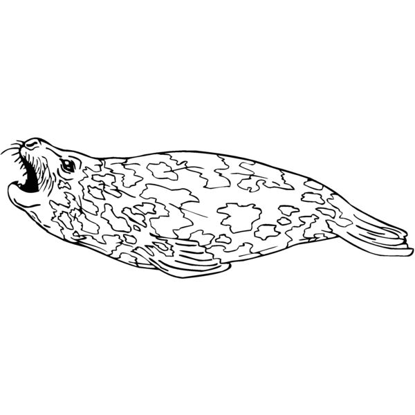 spotted seal Thumbnail