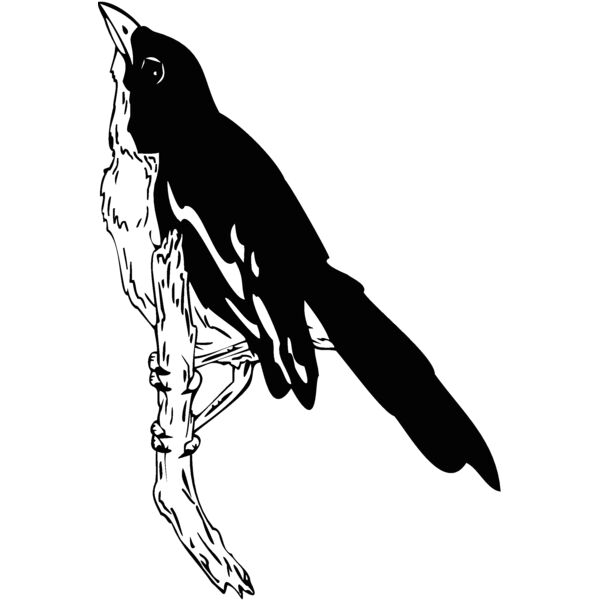 bird16 Thumbnail