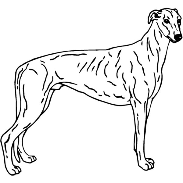 greyhound Thumbnail