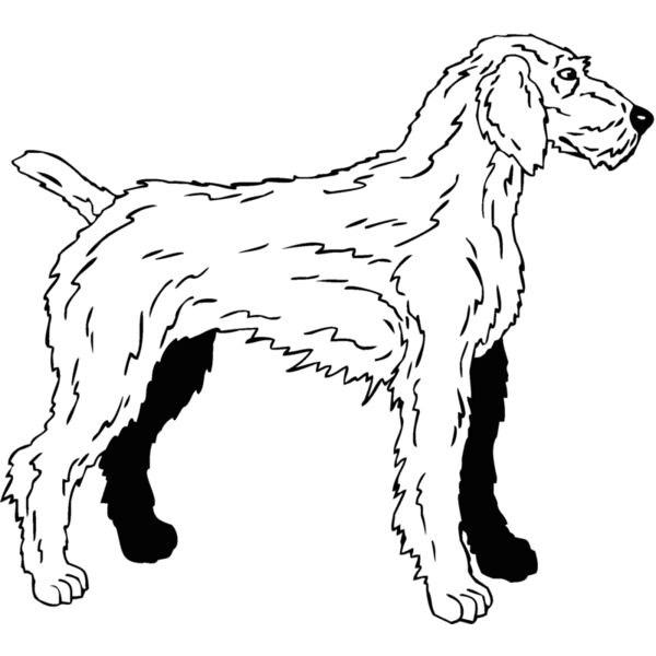 german weimaraner Thumbnail