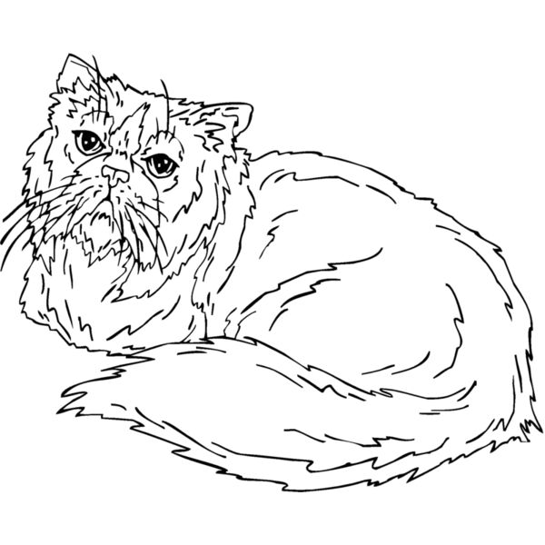 persian  Thumbnail