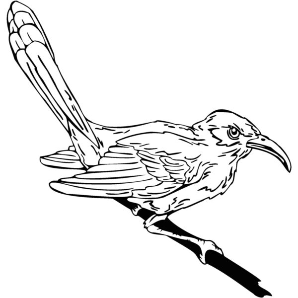 wren Thumbnail
