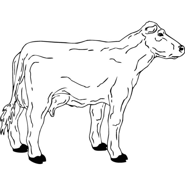 cow2 Thumbnail