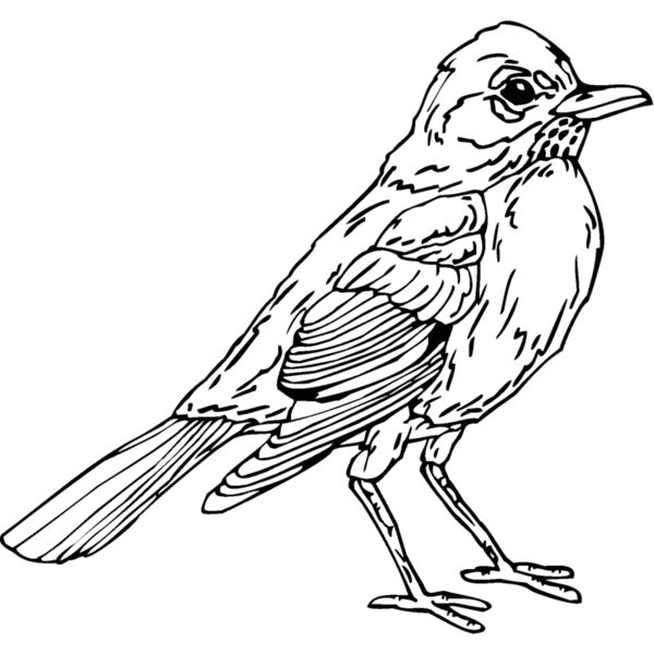 robin Thumbnail