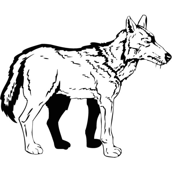 coyote4 Thumbnail