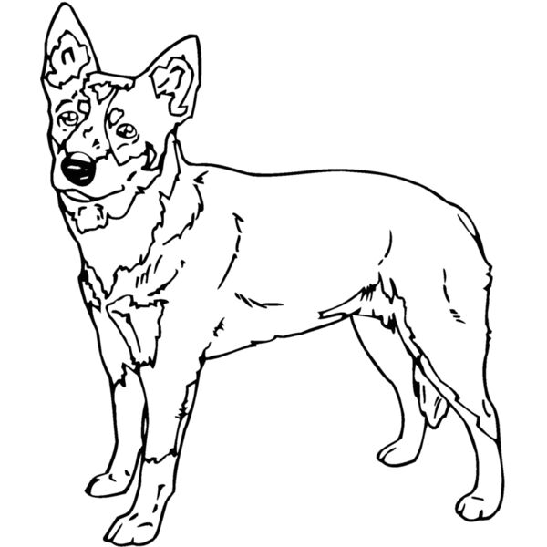 queensland heeler Thumbnail