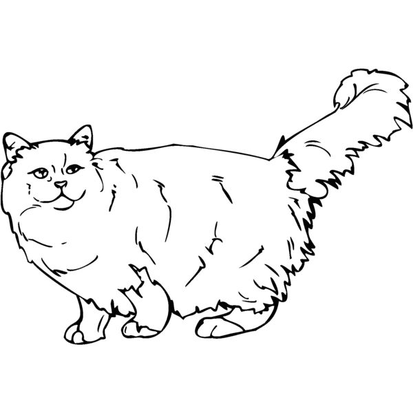 birman Thumbnail