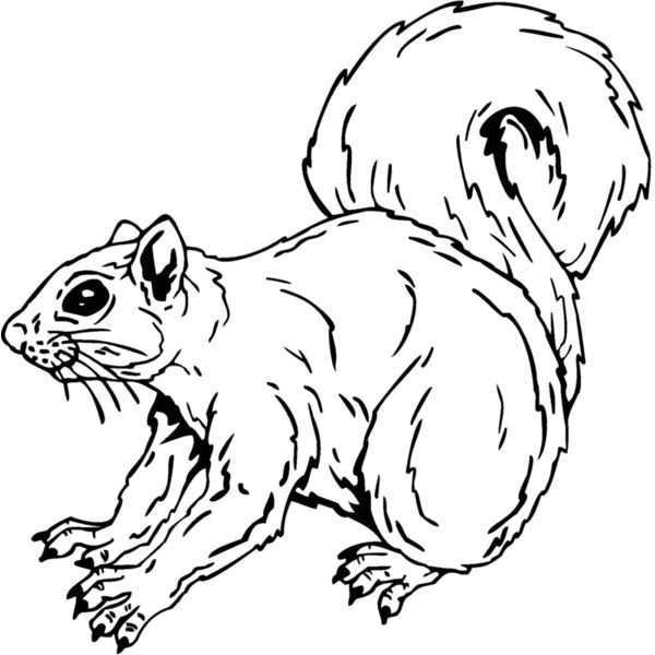 squirre2 Thumbnail