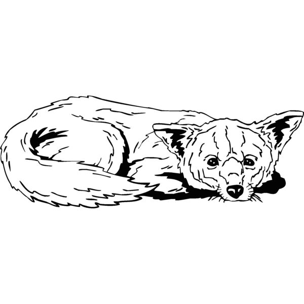 fox02 Thumbnail