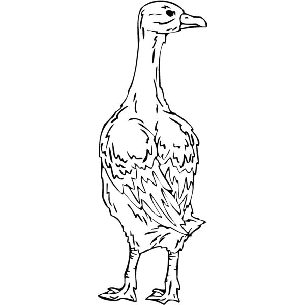 duck4 Thumbnail