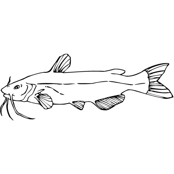 channel catfish01 Thumbnail