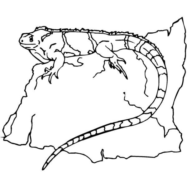 iguana 03 Thumbnail