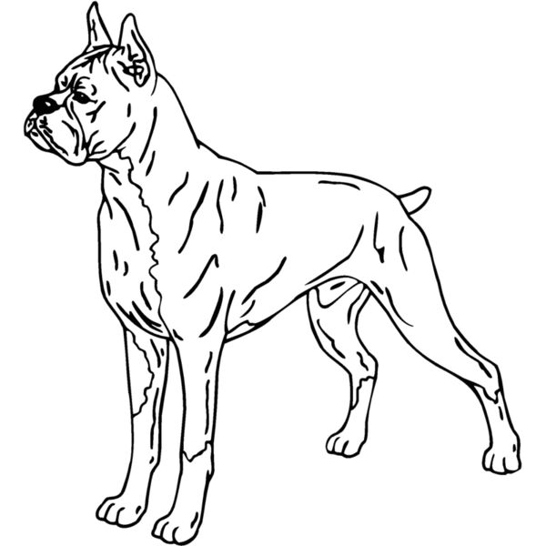 boxer2 Thumbnail