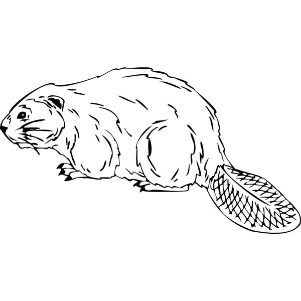 beaver Thumbnail