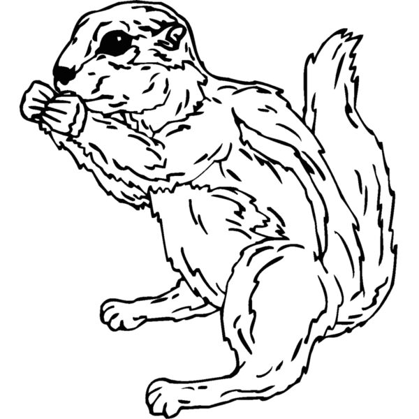 groundsquirrel Thumbnail