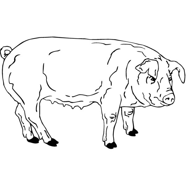 pig4 Thumbnail