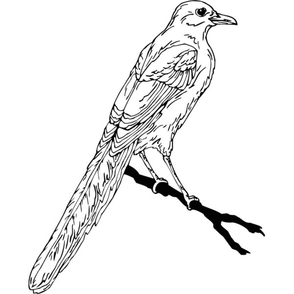 magpie Thumbnail