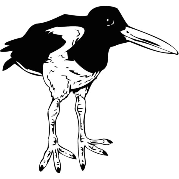 bird2 Thumbnail