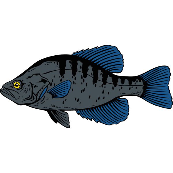fish crappie Thumbnail