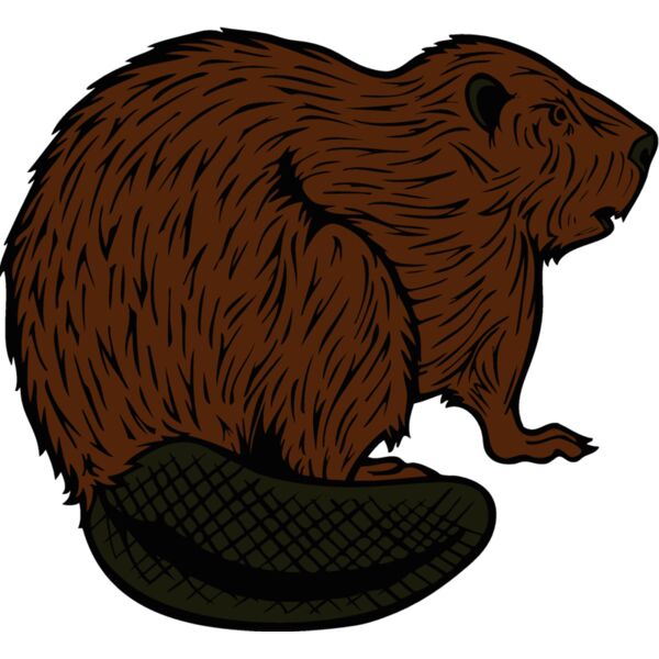 beaver18 Thumbnail